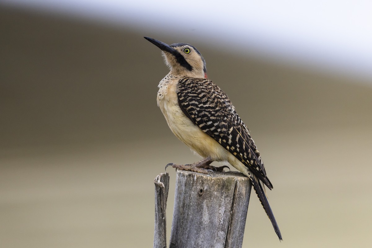 Andean Flicker - ML659344454