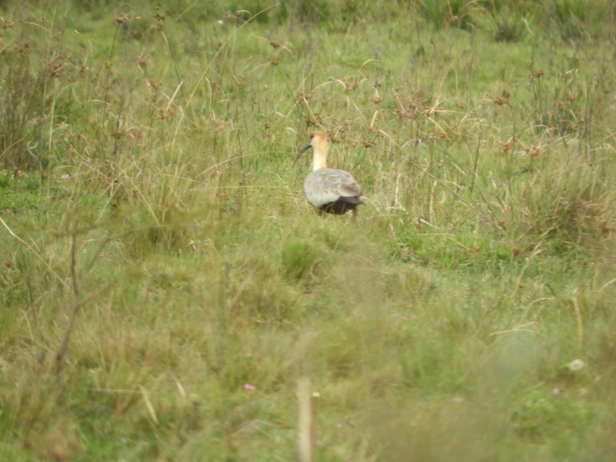 Buff-necked Ibis - ML659345748