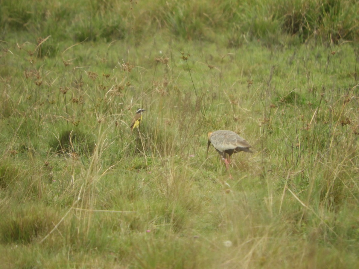 Buff-necked Ibis - ML659345749