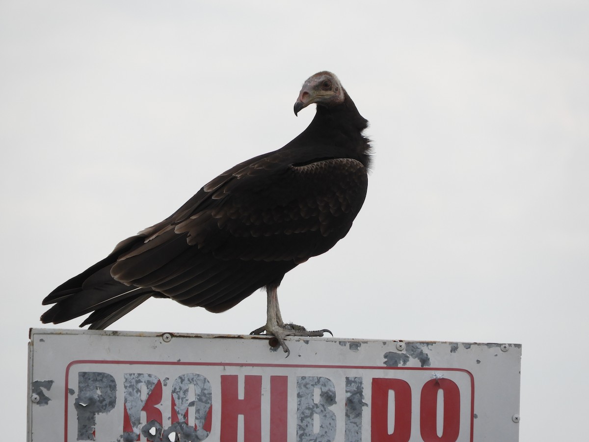 Lesser Yellow-headed Vulture - ML659345768