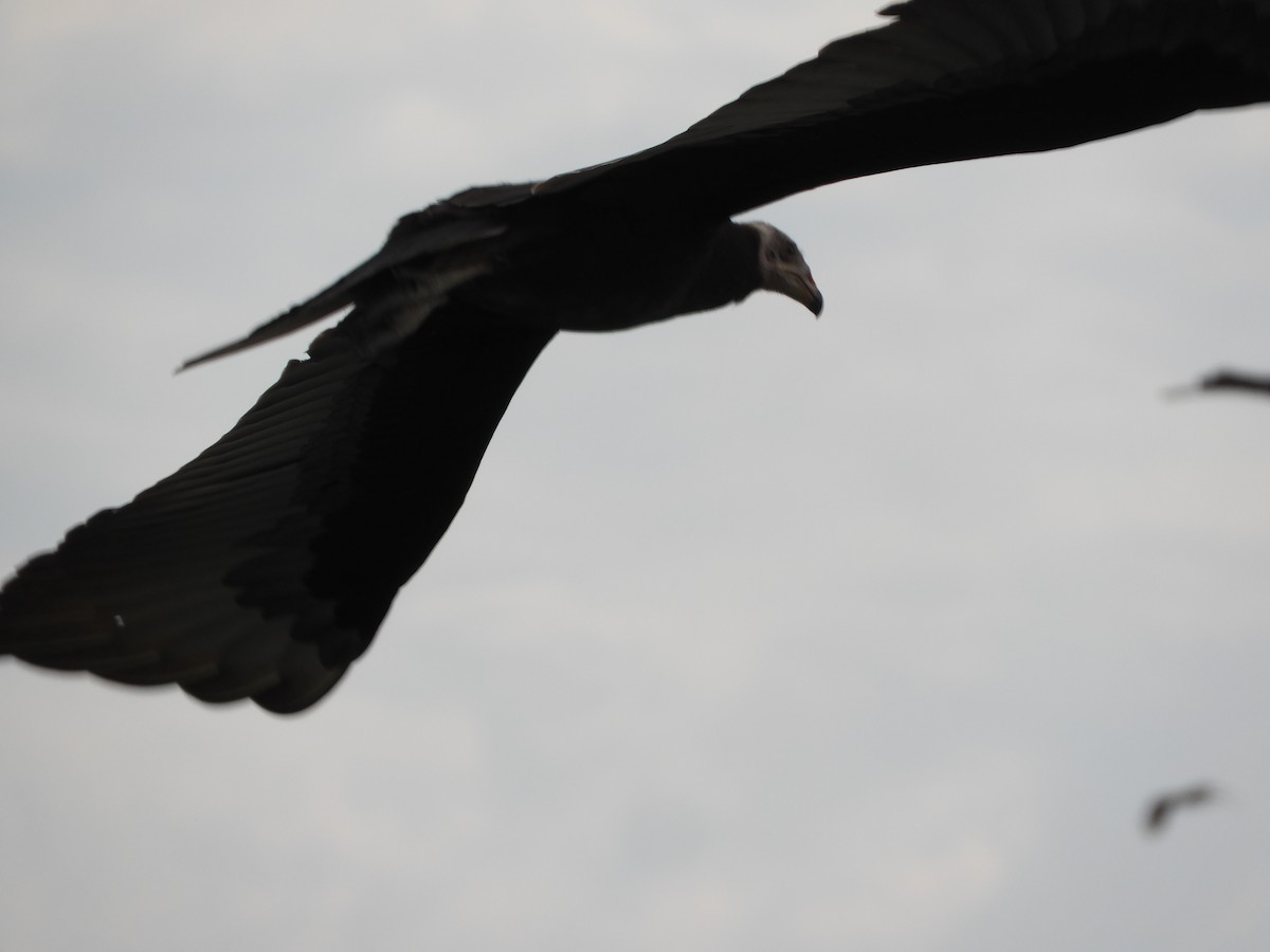 Lesser Yellow-headed Vulture - ML659345769