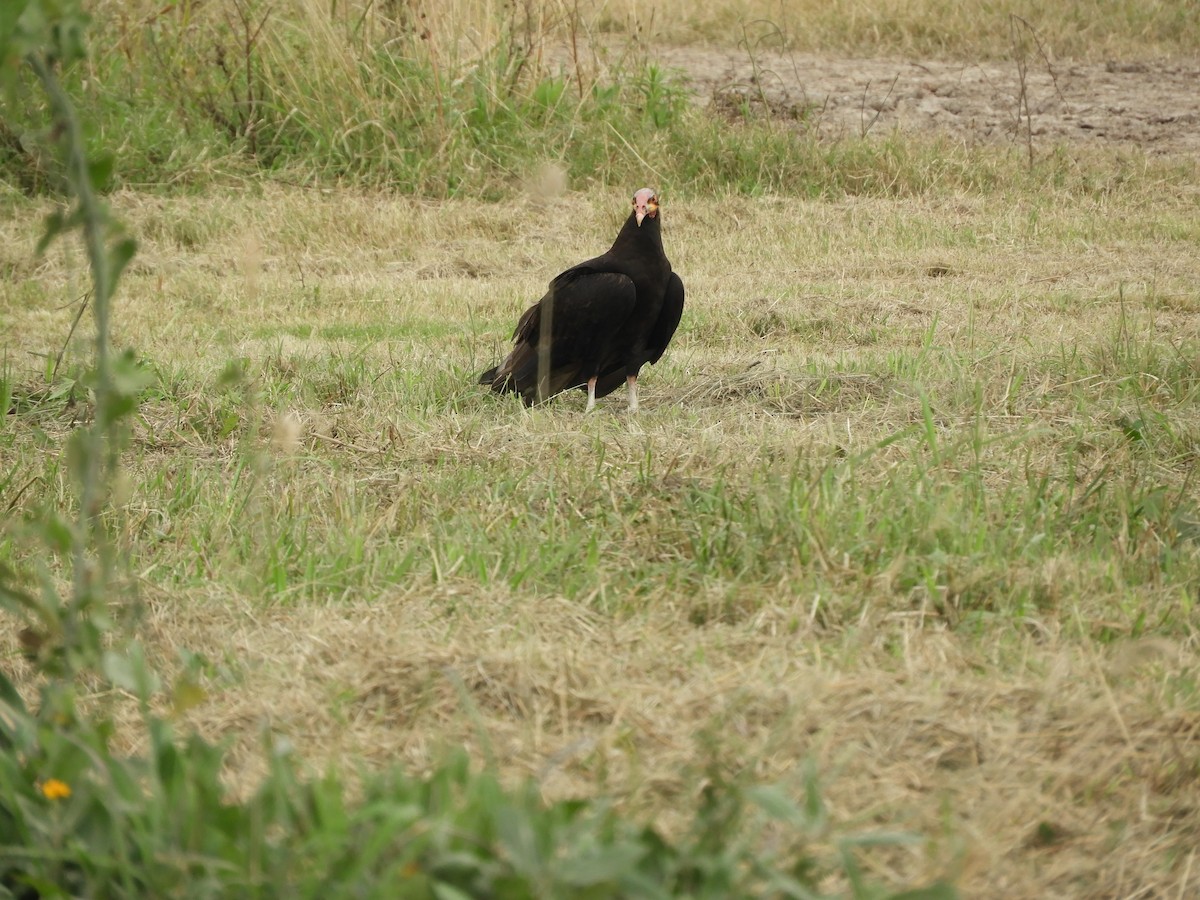 Lesser Yellow-headed Vulture - ML659345770