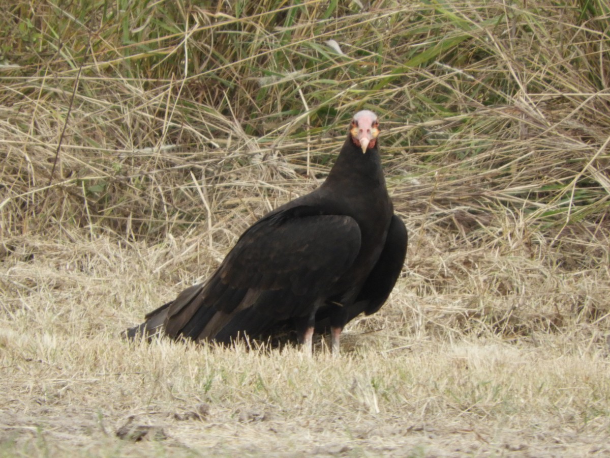 Lesser Yellow-headed Vulture - ML659345771