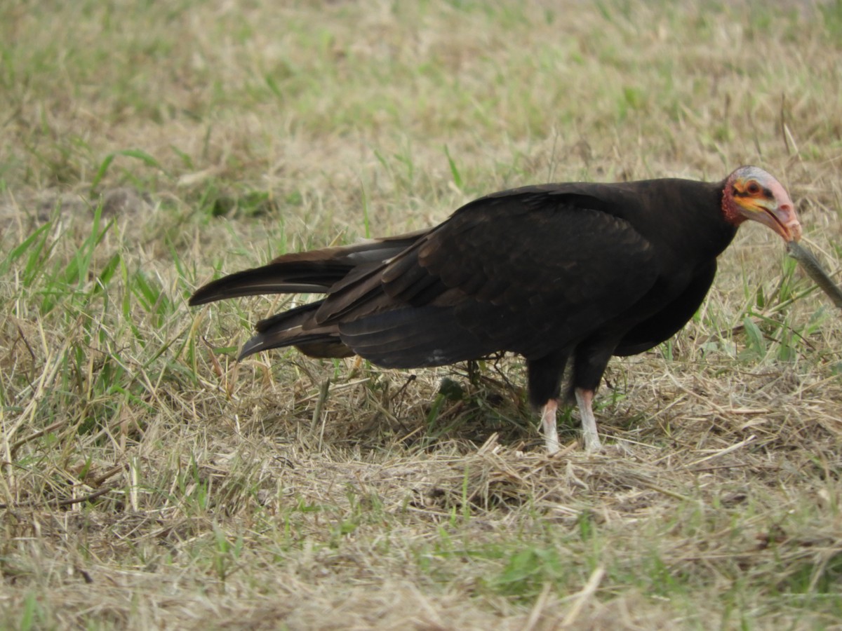 Lesser Yellow-headed Vulture - ML659345772
