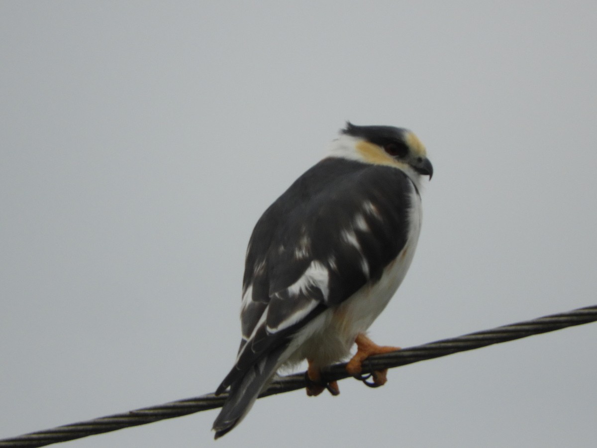 Pearl Kite - ML659345781