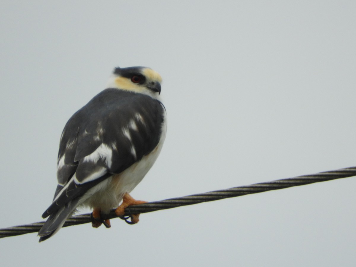 Pearl Kite - ML659345786