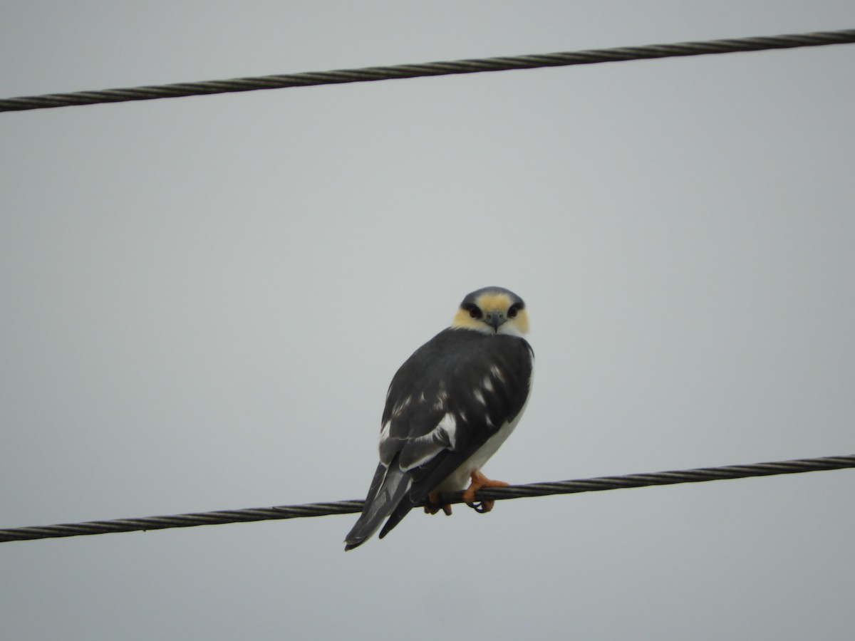 Pearl Kite - ML659345787