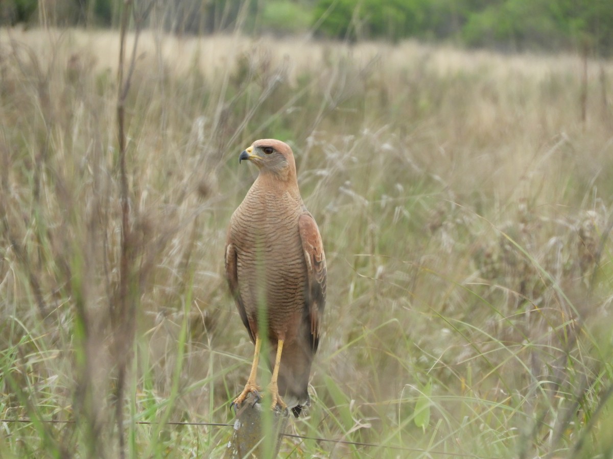 Savanna Hawk - ML659345802