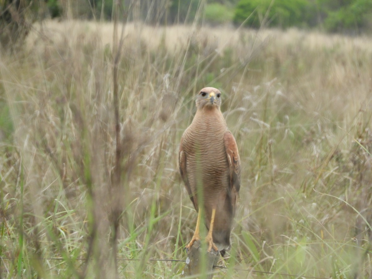 Savanna Hawk - ML659345803