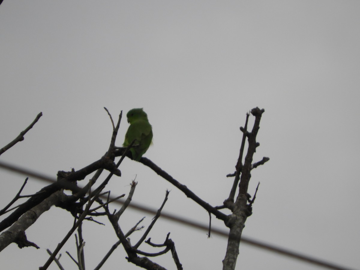 Cobalt-rumped Parrotlet - ML659345850