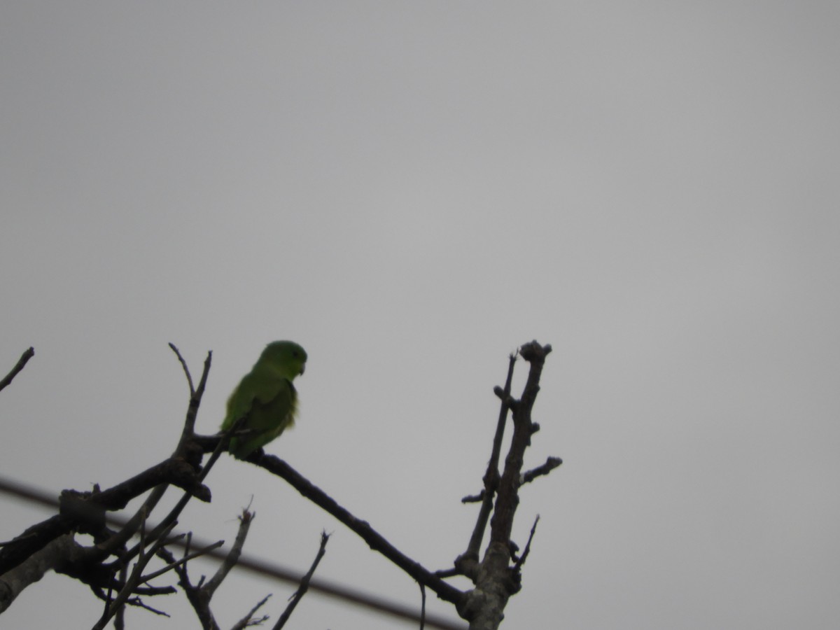 Cobalt-rumped Parrotlet - ML659345851