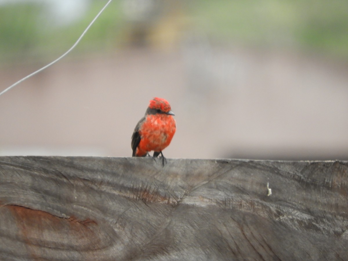 Vermilion Flycatcher - ML659345874
