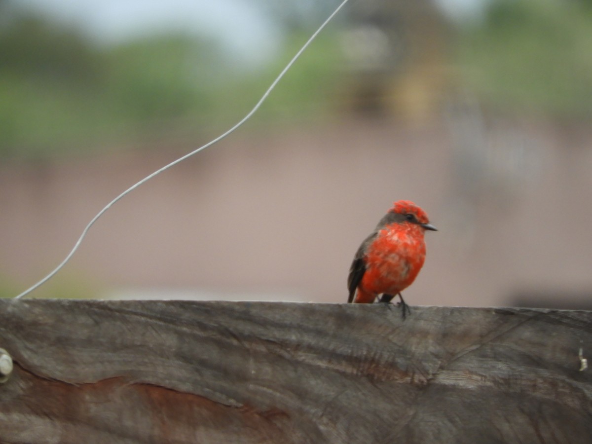 Vermilion Flycatcher - ML659345875