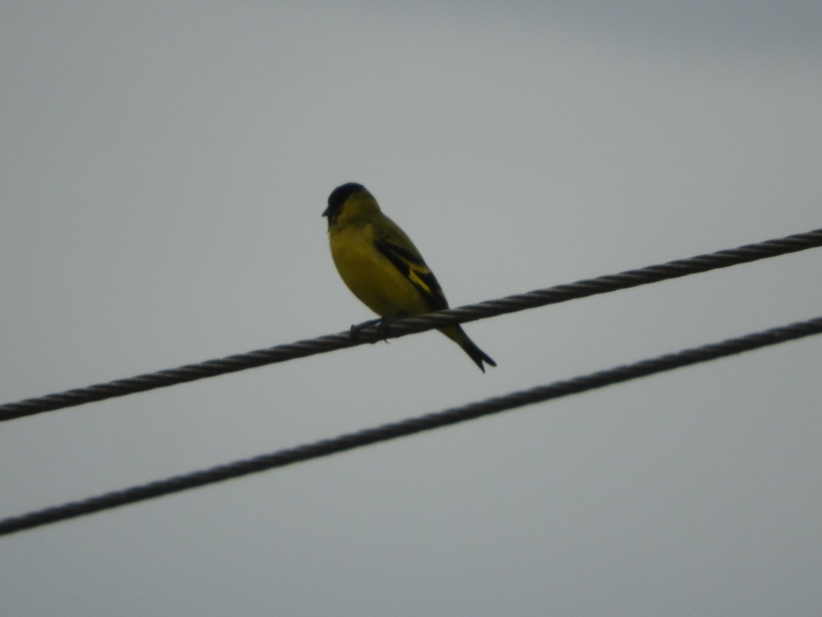 Hooded Siskin - ML659345901