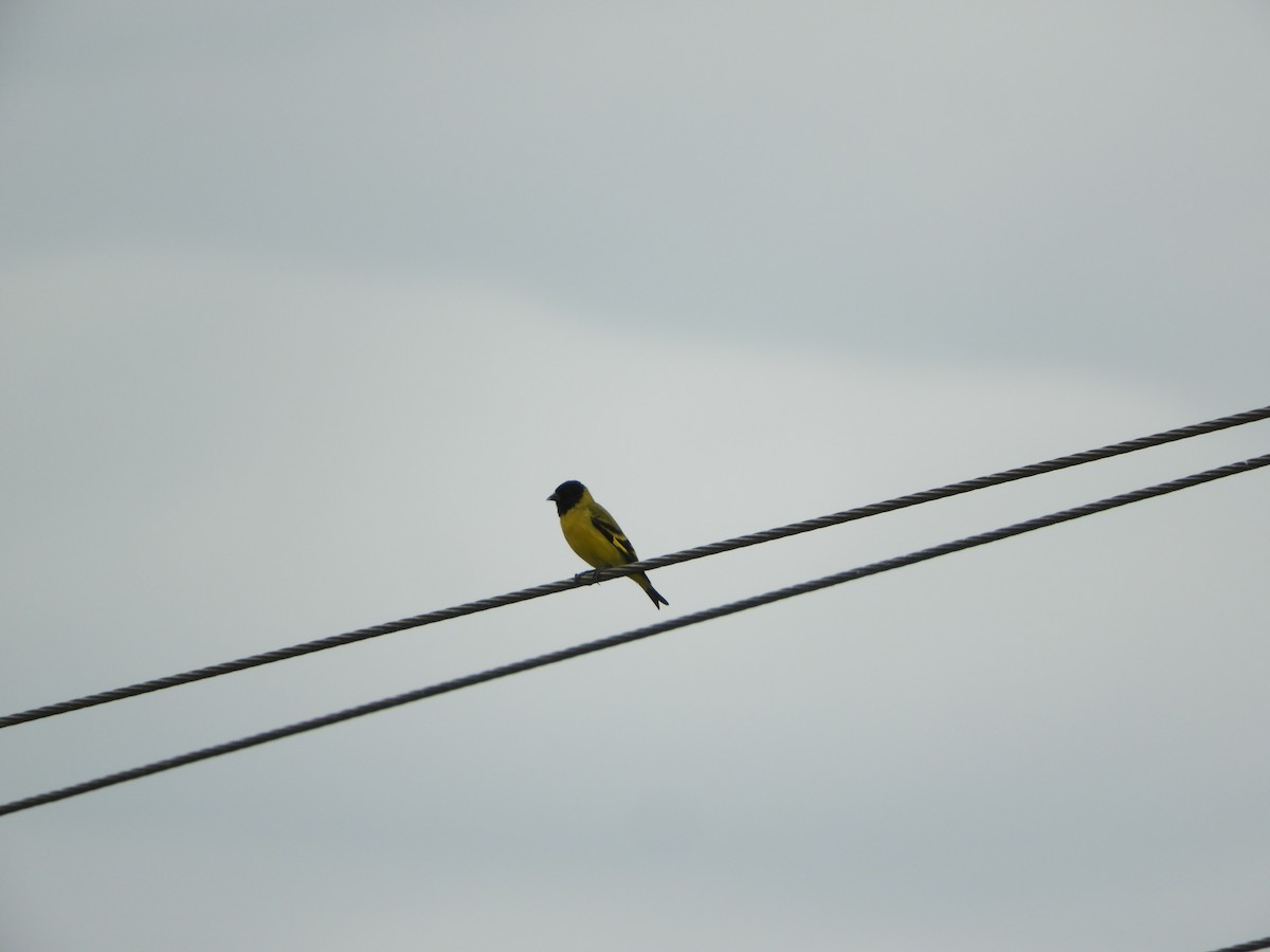 Hooded Siskin - ML659345902