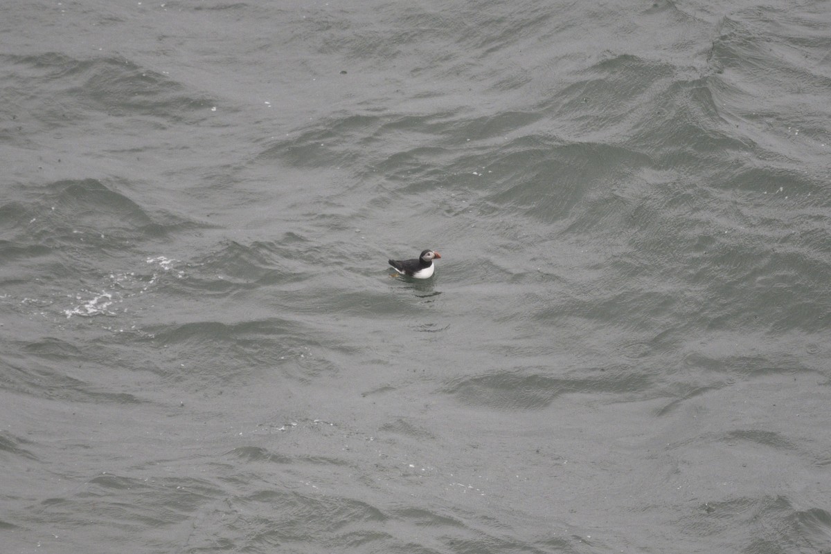 Atlantic Puffin - ML659346538