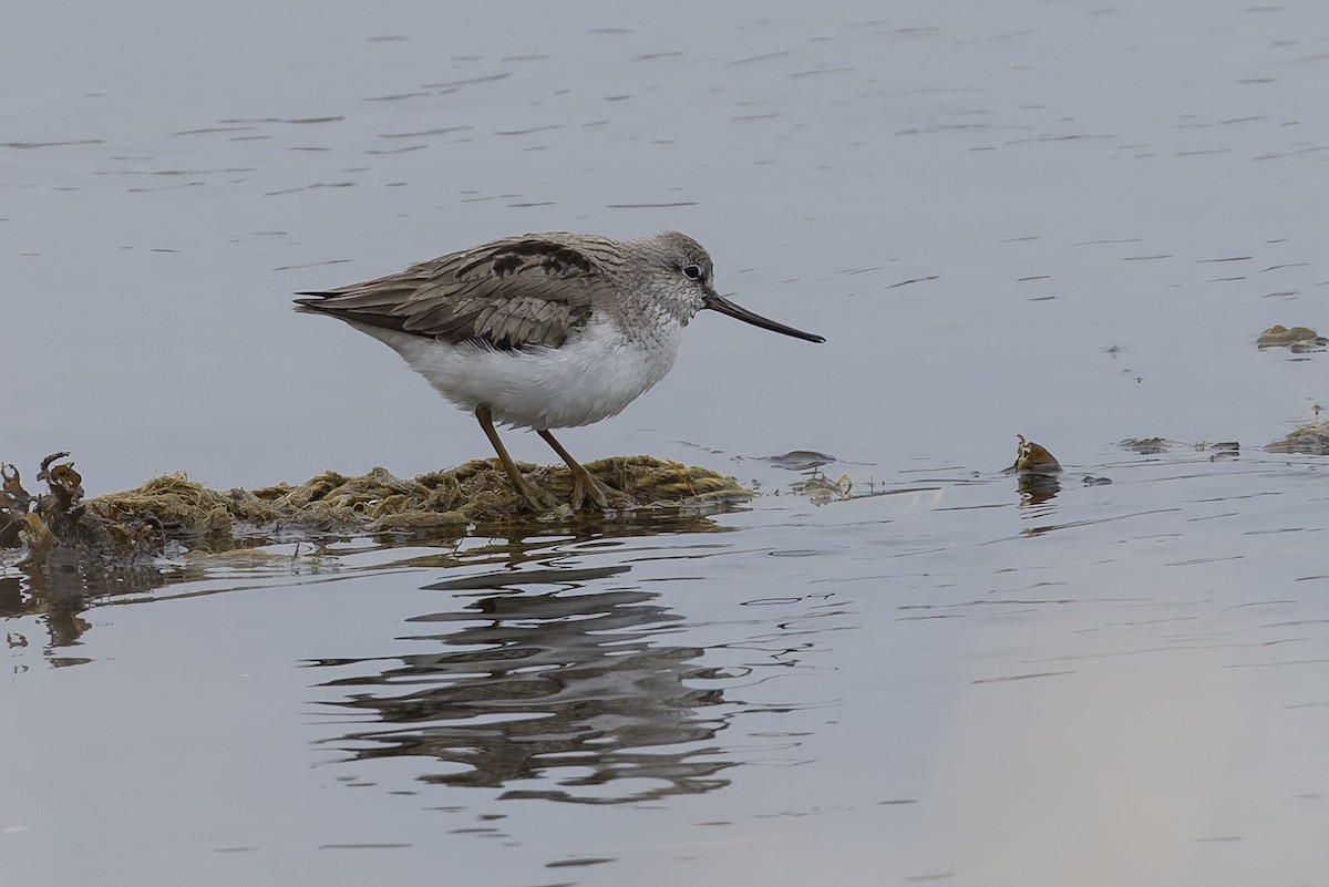 Terekwasserläufer - ML659346819