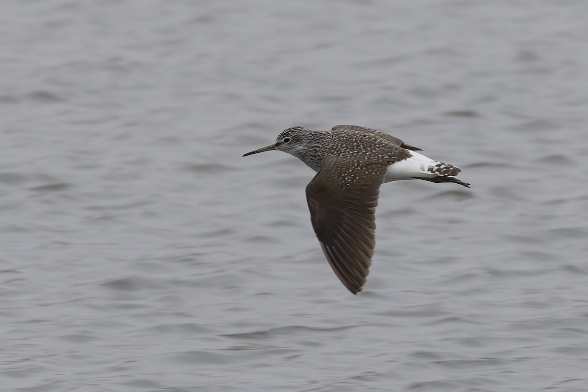 Waldwasserläufer - ML659346827