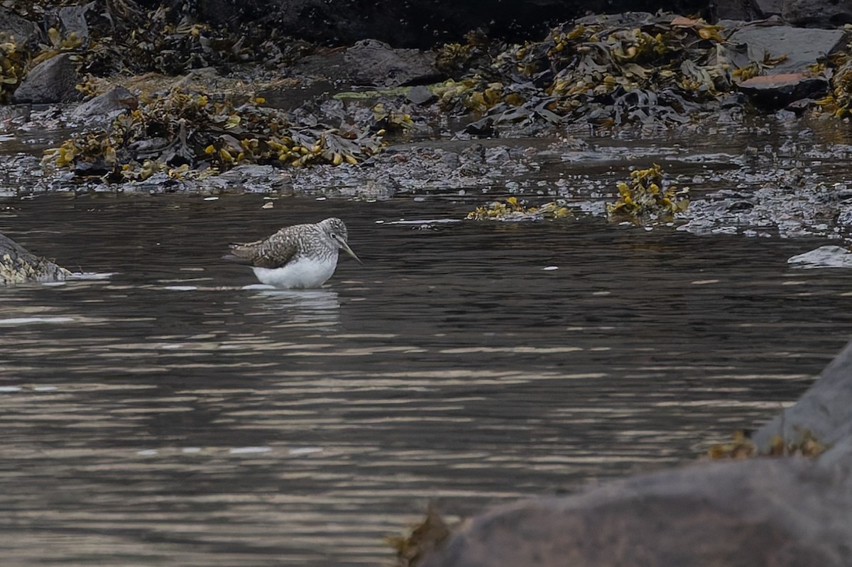 Waldwasserläufer - ML659346831