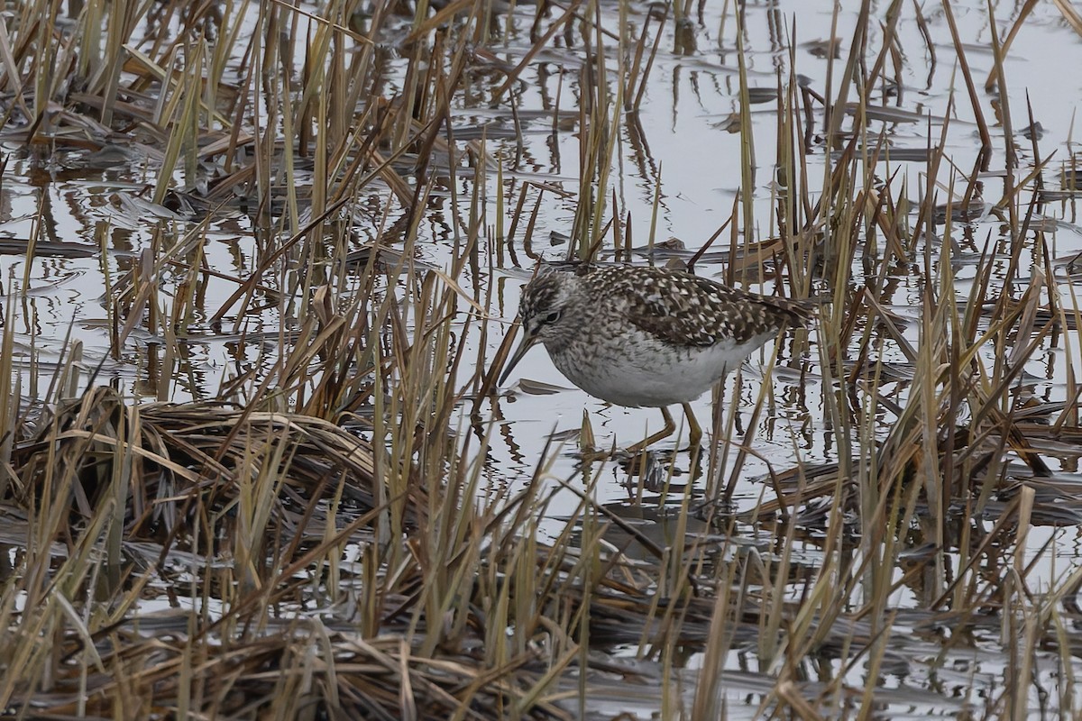 Bruchwasserläufer - ML659346844