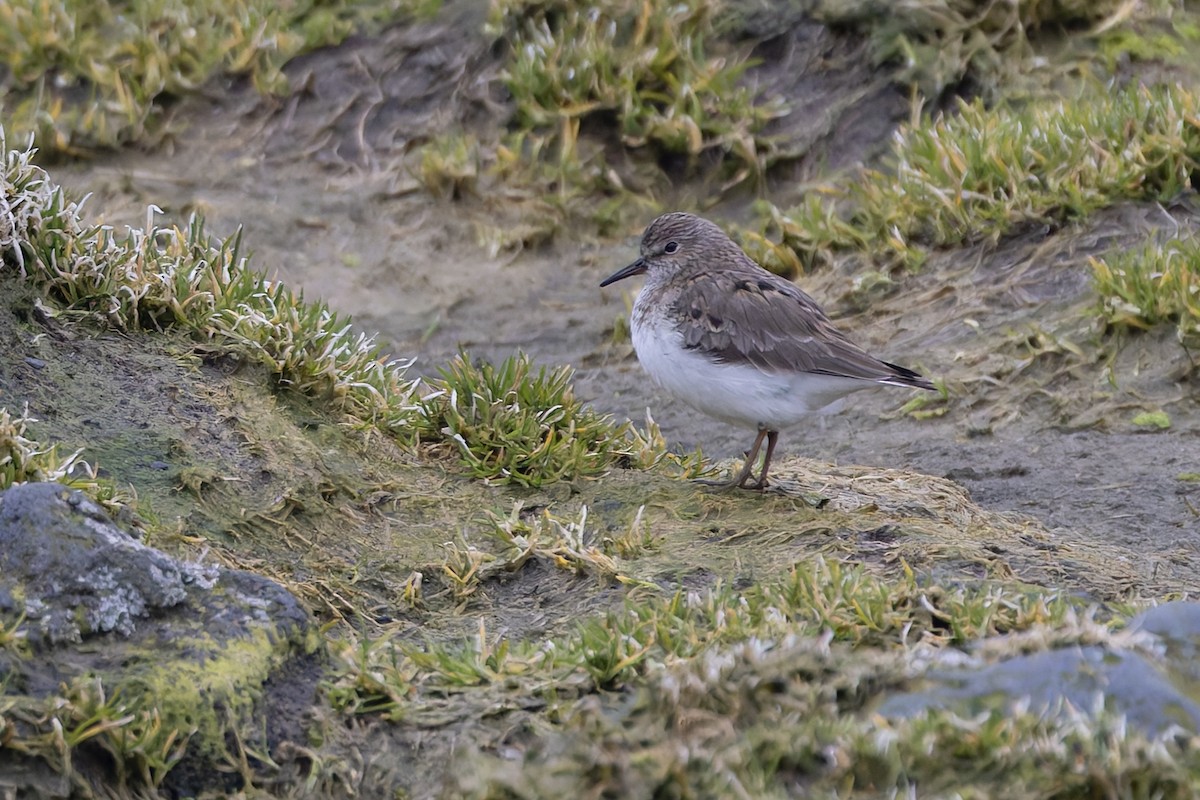 Temminckstrandläufer - ML659346865