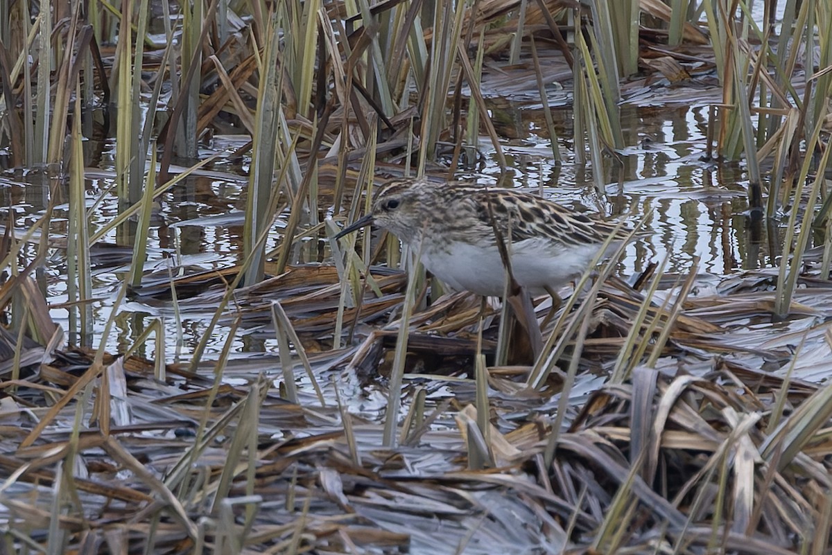 Langzehen-Strandläufer - ML659346882