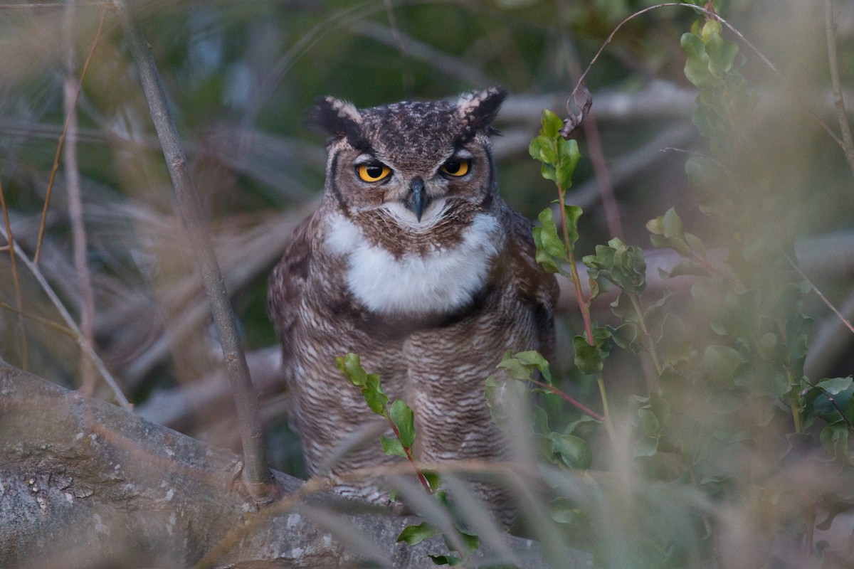 Lesser Horned Owl - ML659346921