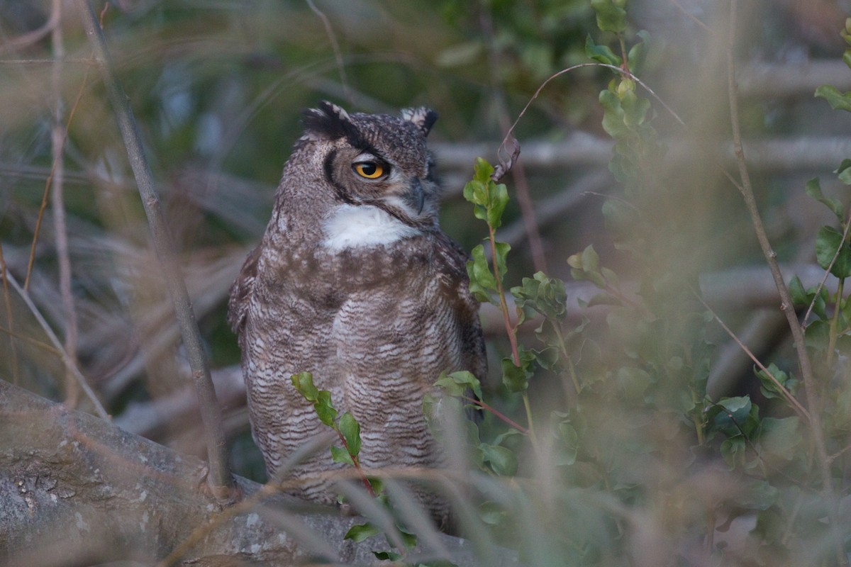 Lesser Horned Owl - ML659346926