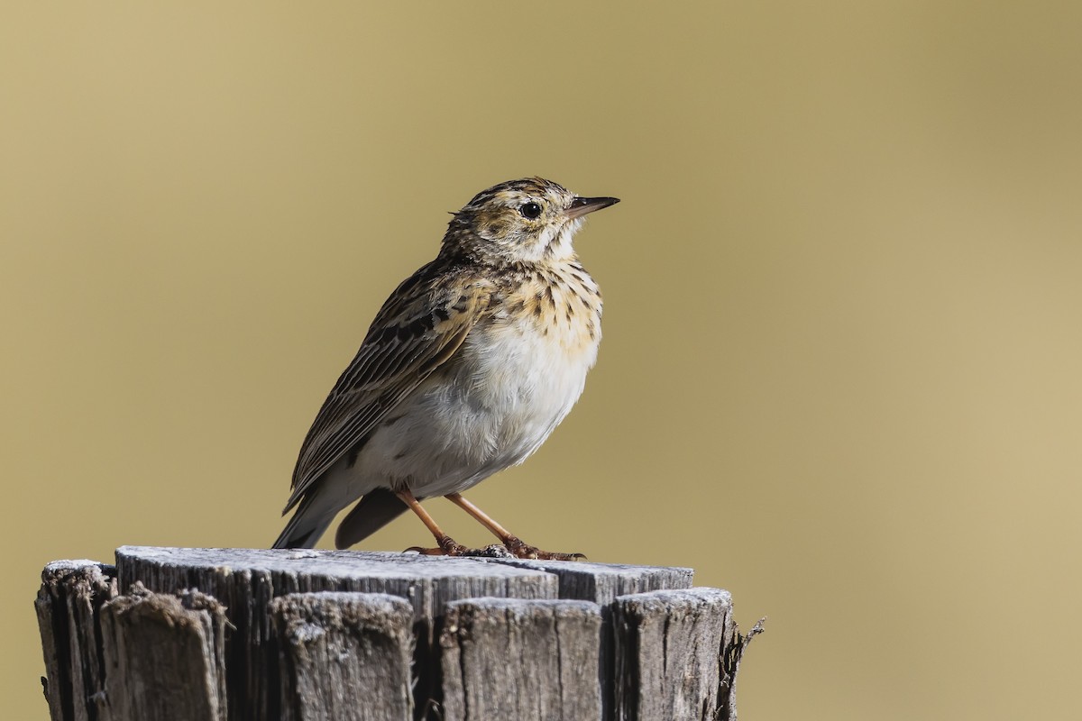 Puna Pipit - ML659346986