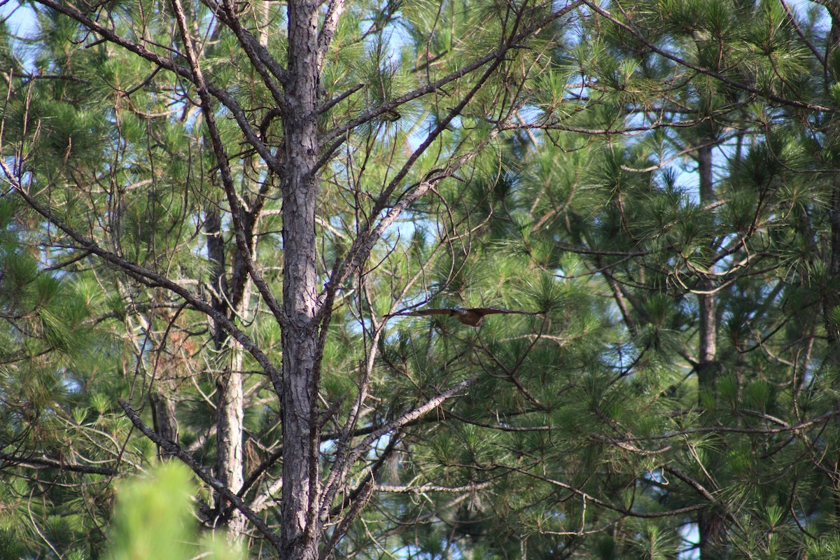 Red-shouldered Hawk - ML659346988