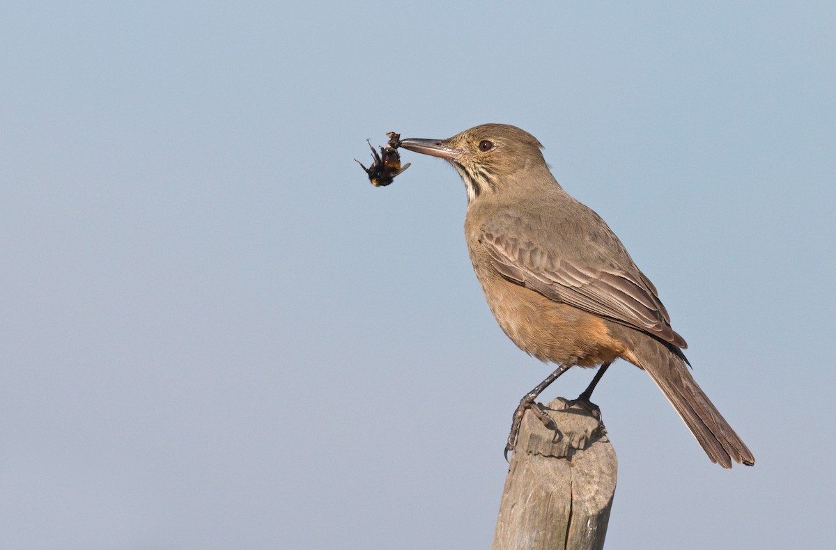 Great Shrike-Tyrant - ML659347049