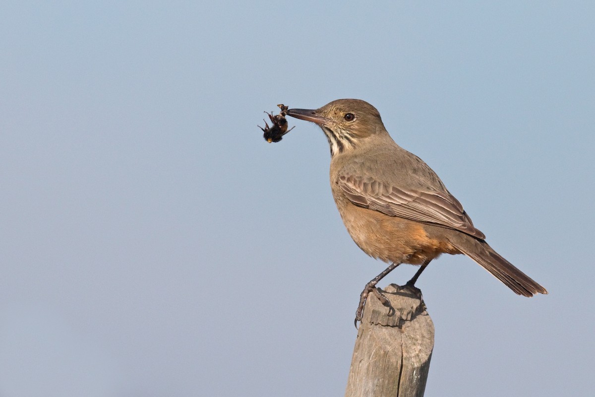 Great Shrike-Tyrant - ML659347054