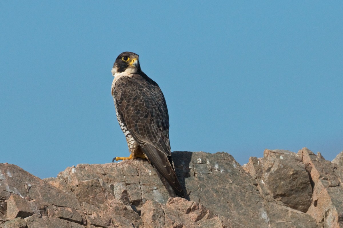 Peregrine Falcon - ML659347110
