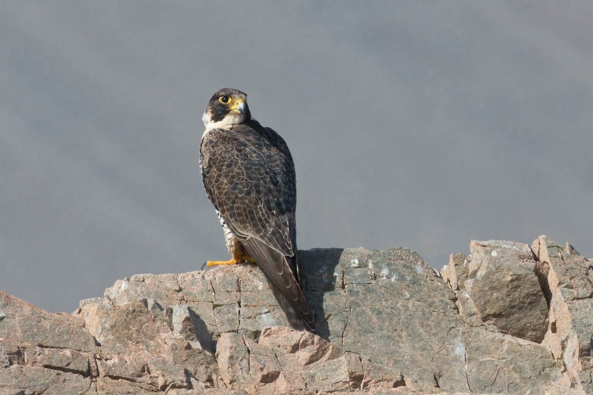 Peregrine Falcon - ML659347113