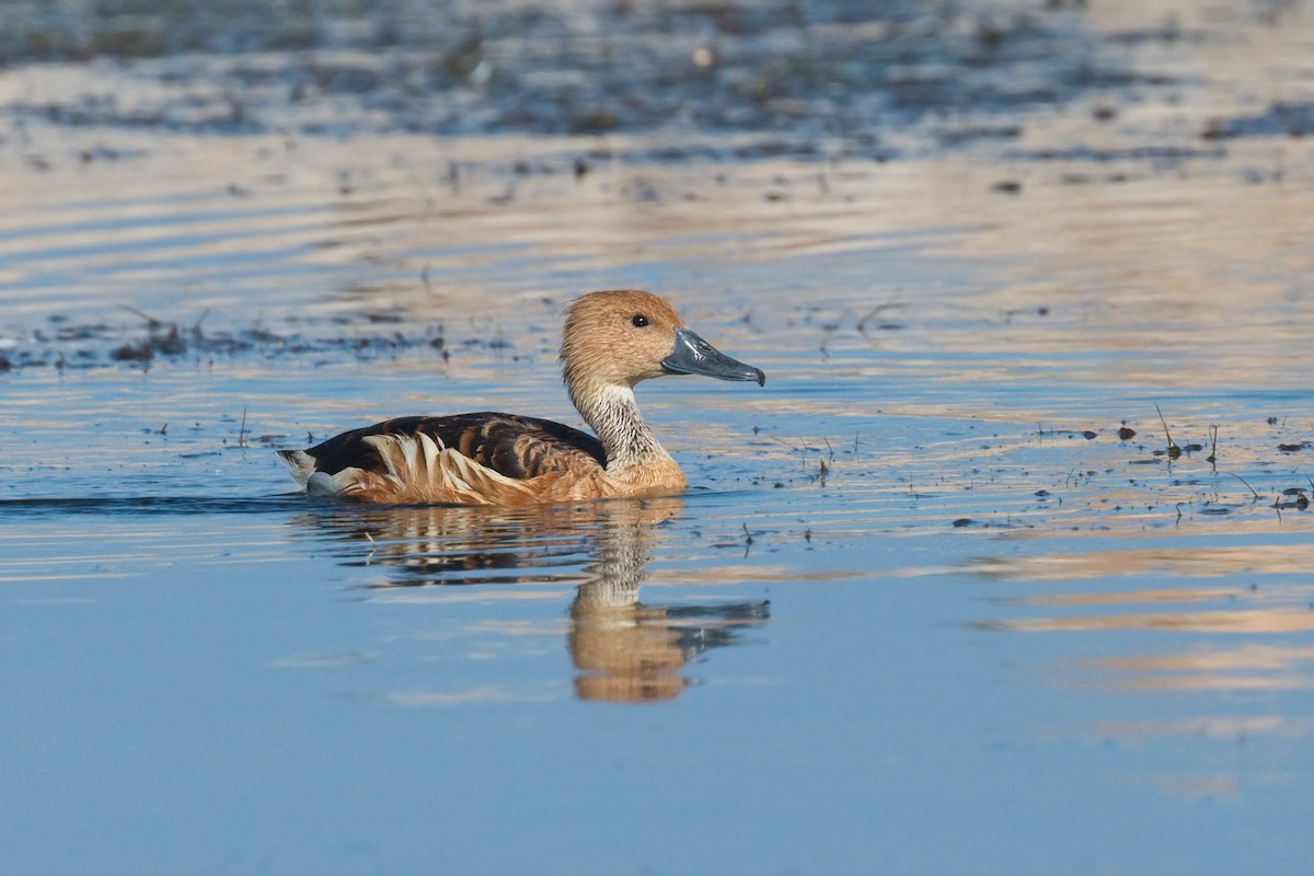 Fulvous Whistling-Duck - ML659347121