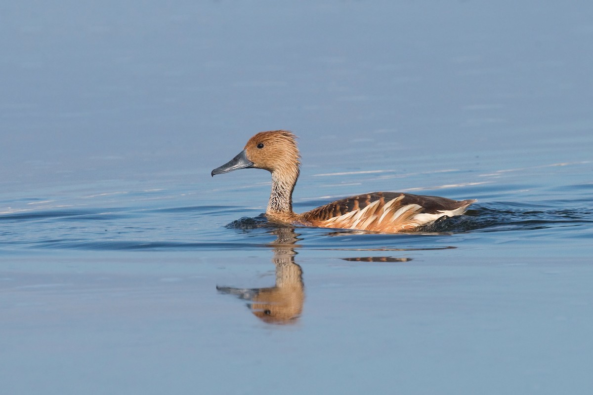 Fulvous Whistling-Duck - ML659347129