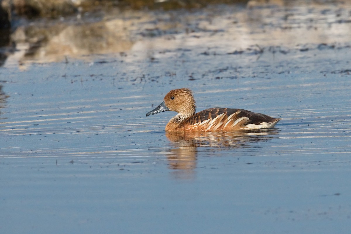 Fulvous Whistling-Duck - ML659347137