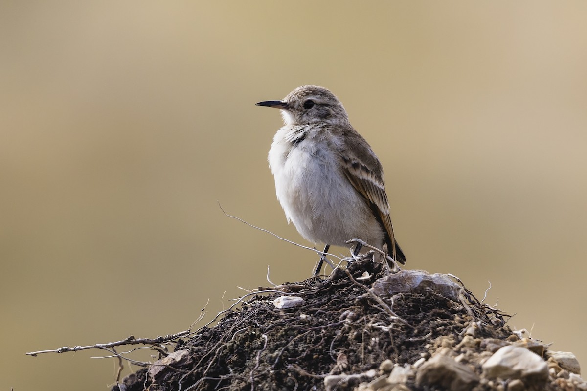 Common Miner - ML659347145