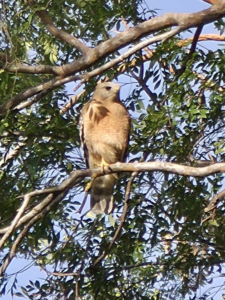 Red-shouldered Hawk - ML659347261