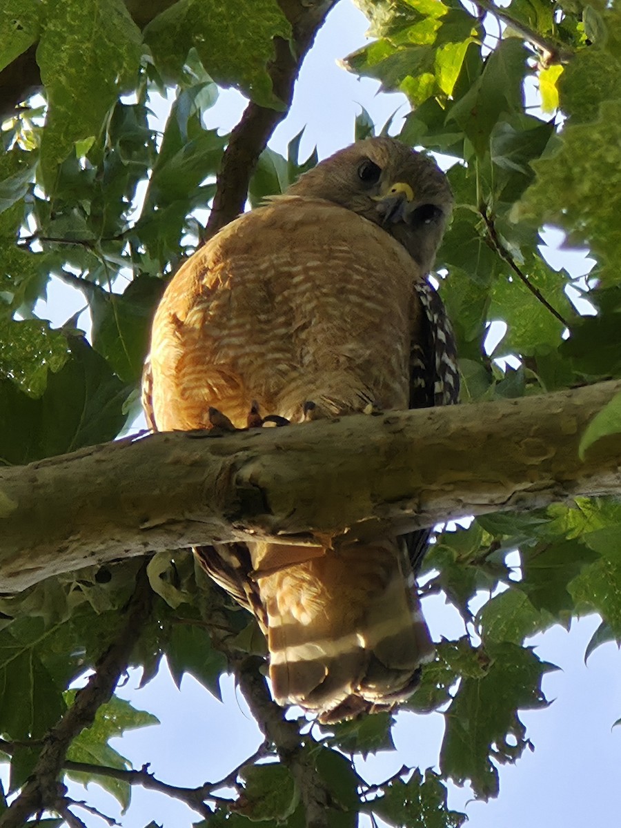 Red-shouldered Hawk - ML659347262