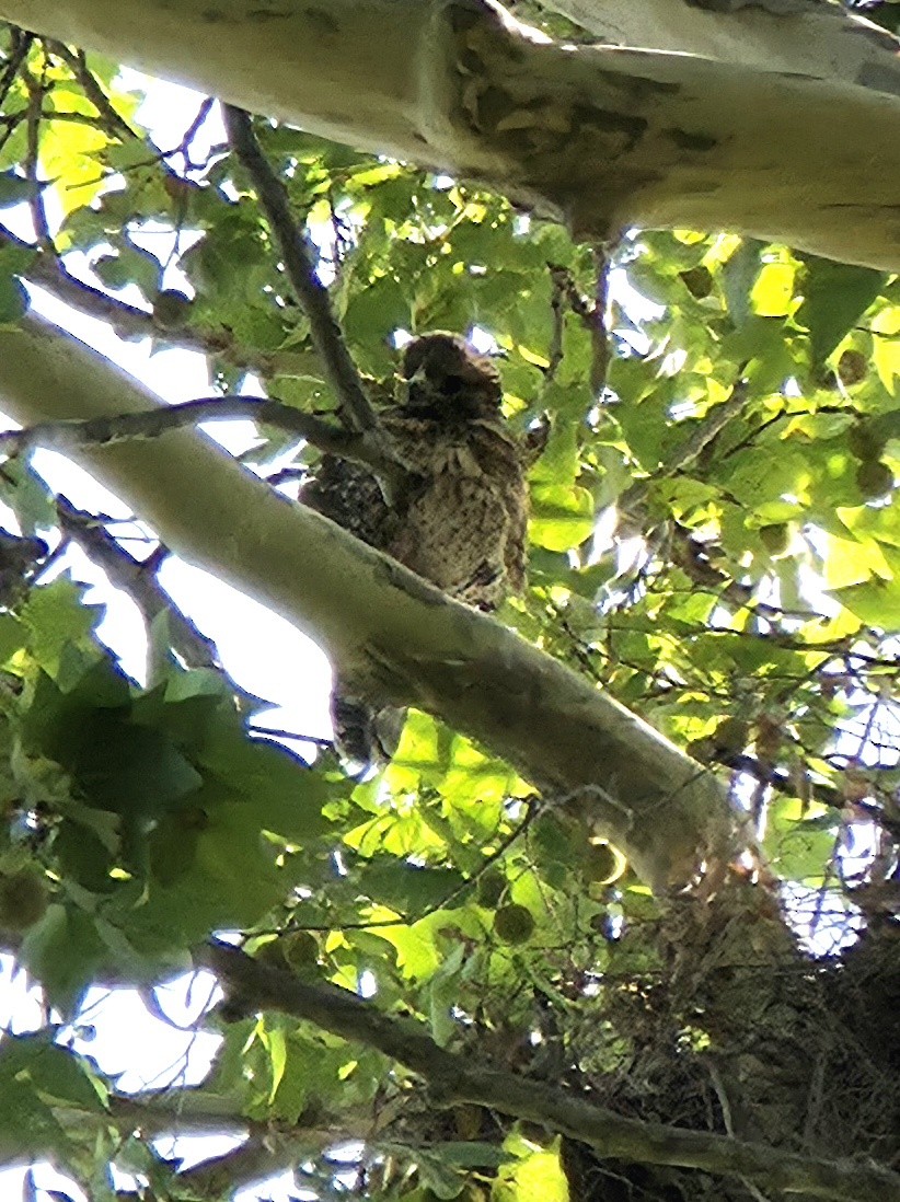 Red-shouldered Hawk - ML659347263