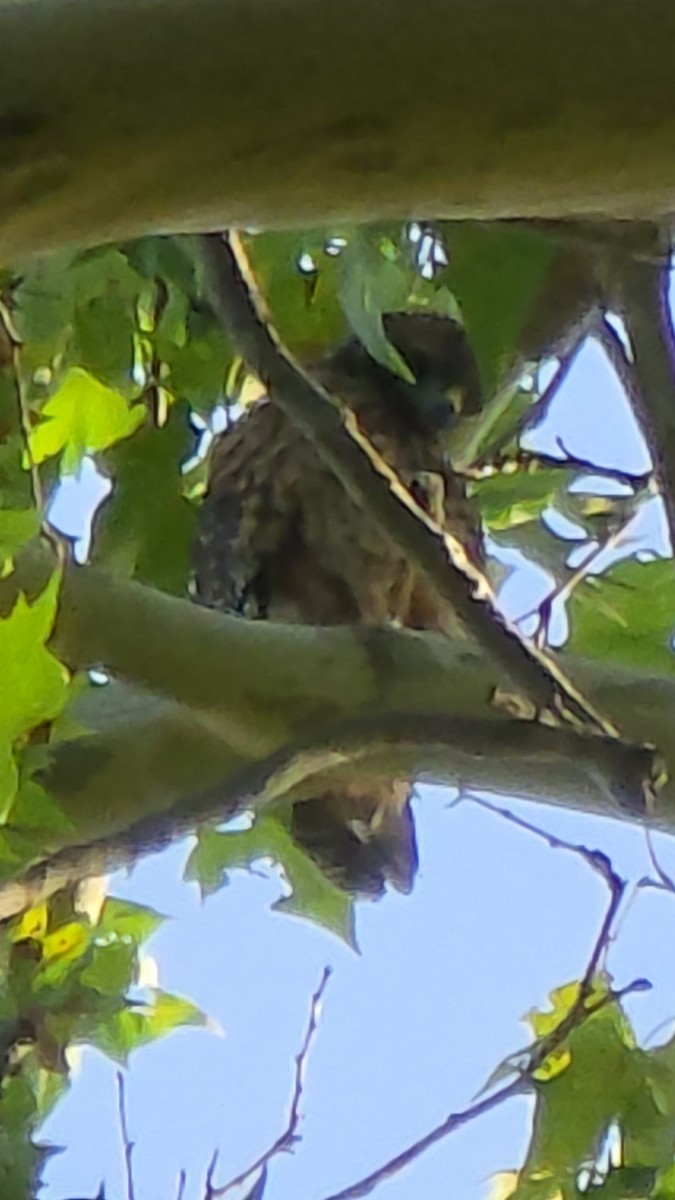 Red-shouldered Hawk - ML659347264
