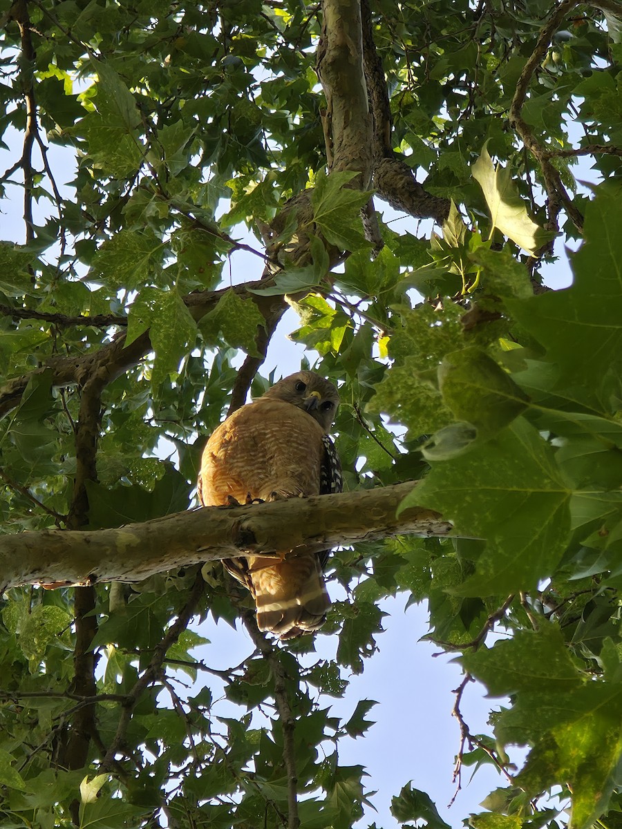 Red-shouldered Hawk - ML659347265