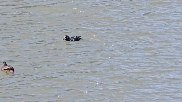 Harlequin Duck - ML659347371