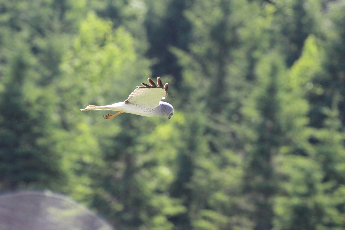Northern Harrier - ML659347524