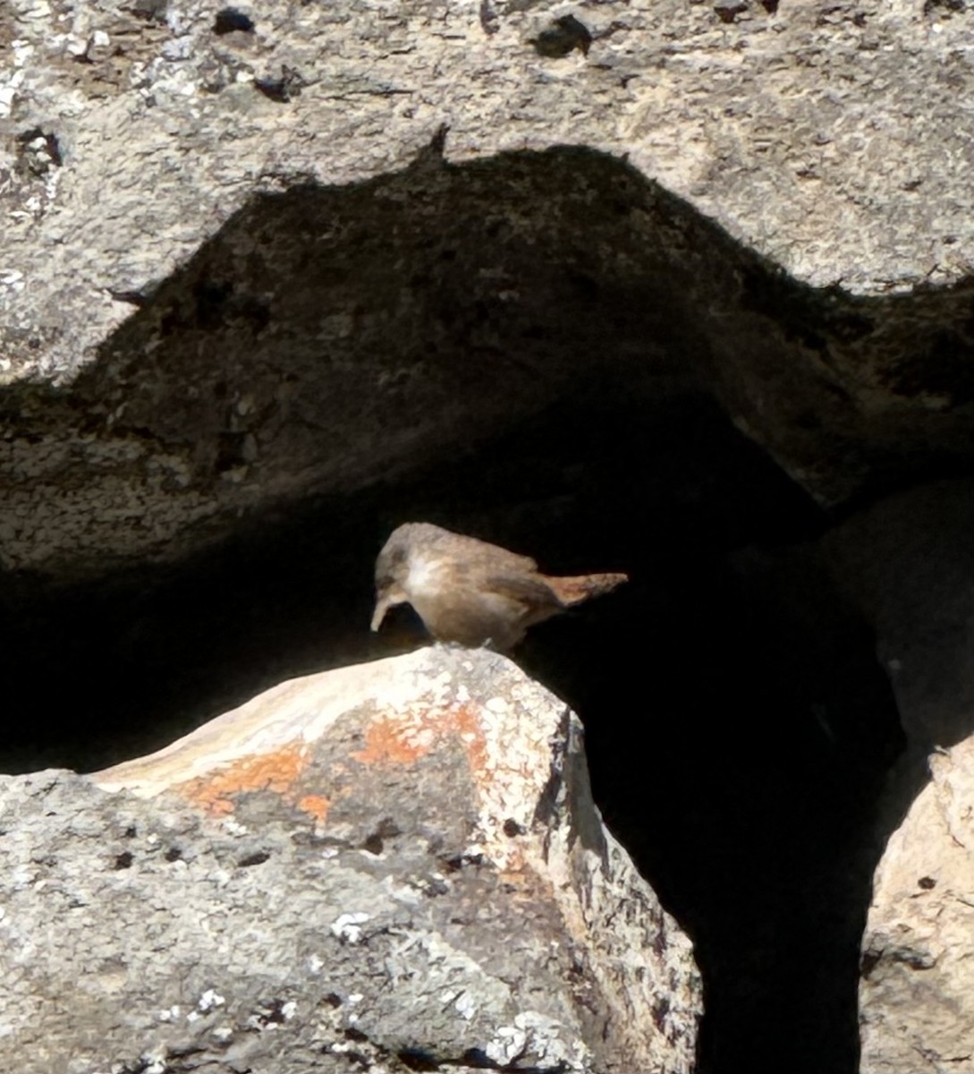 Canyon Wren - ML659347605