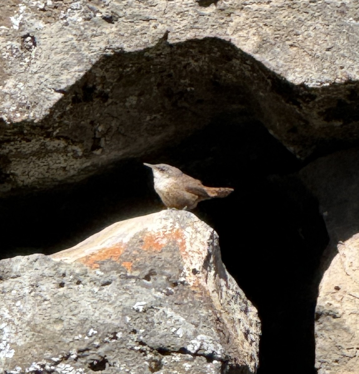 Canyon Wren - ML659347606