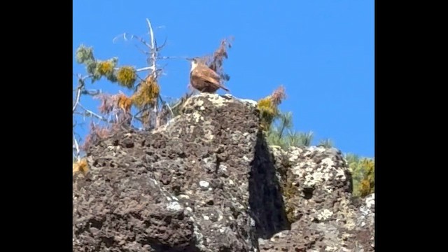 Canyon Wren - ML659347607