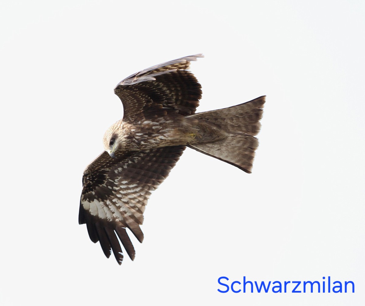 Black Kite - ML659347609