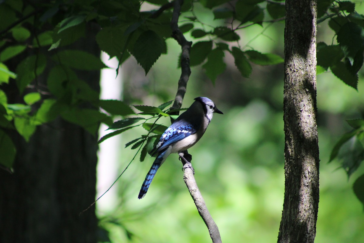Blue Jay - ML659347738